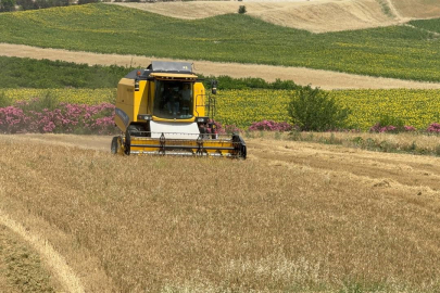 Buğday hasadı sürüyor: Bu sezon verim düşük