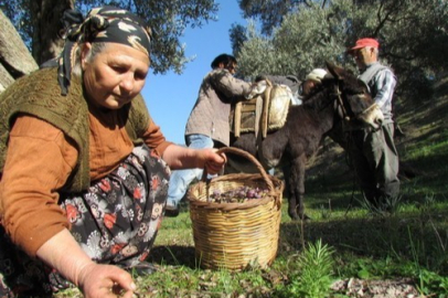 Sofralık zeytin ihracatı 128 milyon dolardan 162 milyon dolara yükseldi
