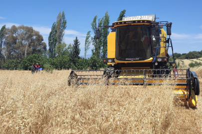Hububatta hasat dönemi başladı