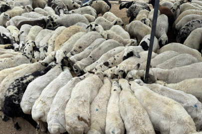 Kurbanda dikkat: Yeme karıştırılan tuz koyunları şişkin gösteriyor