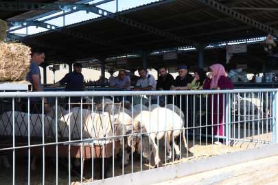 Denizli'de kurbanlıklar alıcılarını bekliyor