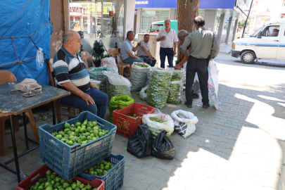 Aydın incirinde 'ilekleme' sezonu başladı