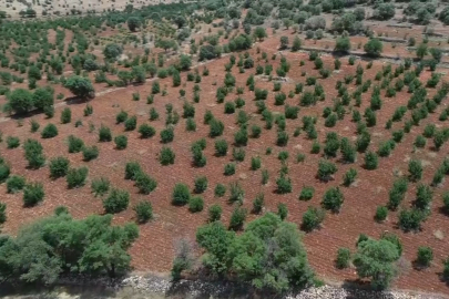 Mardin’de 17. Napolyon Kirazı Festivali düzenlendi