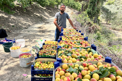 Zirai donu kayıpsız atlatan kayısıda hasat; 50 TL ile 70 TL arasında