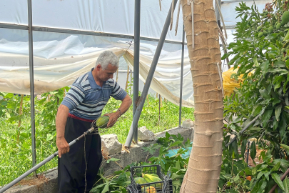 Alanya'da papaya hasadı başladı, kilosu 100 lirayı buluyor