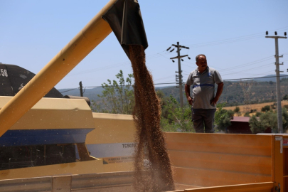 Bodrum Belediyesi'nden karakılçık buğdayı hasadı
