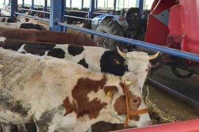 Selendi'nin 8 mahallesinde şap alarmı