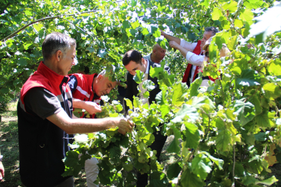 En çok fındık üretilen ikinci il Samsun'da rekolte çalışmaları