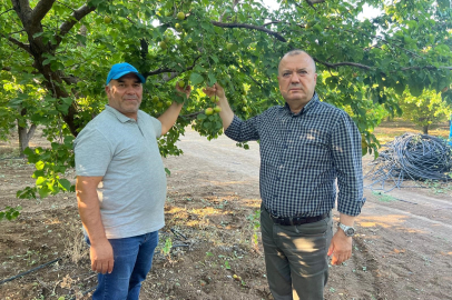 İspanya modeliyle 2 milyon liralık kayısısını kurtardı