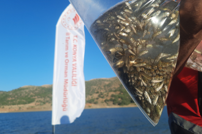 Bozkır'ın baraj ve göletleri yavru sazan balıkları ile buluştu