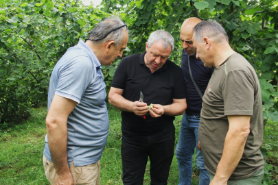 Trabzon’da 2025 fındık rekoltesi için çotanak sayımı başladı
