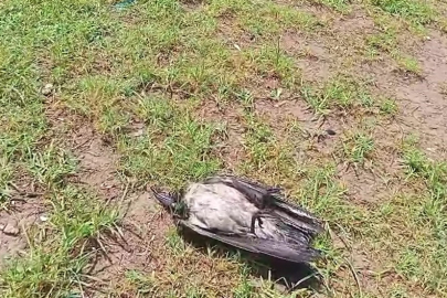 Yaralı karga, havadaki kargalar sayesinde bulundu