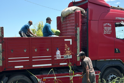 Tokat'ta karpuzun tarladaki dönüm fiyatı 10 bin liraya geriledi