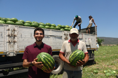 Tescilli Osmaneli karpuzunda hasat zamanı