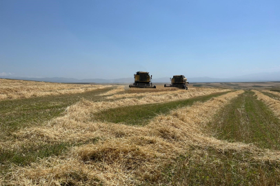 Kars'ta Ata tohumu arpa bereketi: Çiftçinin yüzü güldü
