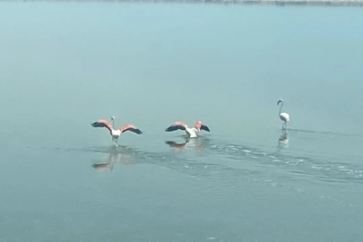 Flamingolar zorlu göçü tamamladı