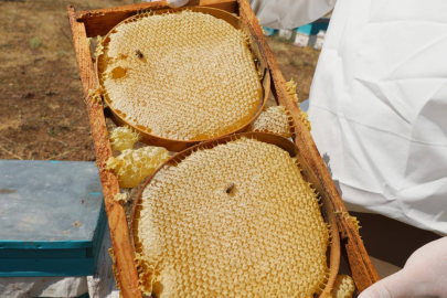 NÖHÜ’nün arı kovanlarından 2 ton bal hasadı