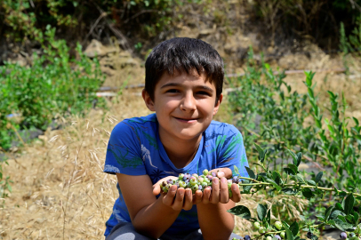 İzmir’in ilk dikim yaban mersini hasat edildi