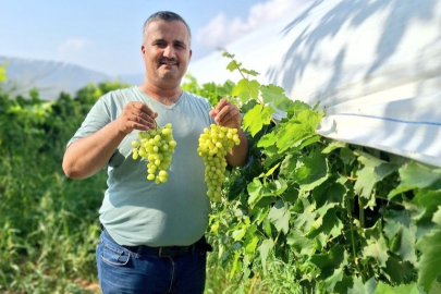 Sultaniye üzümde yeni sezon: Sosyal medyada tanıtımlar başladı