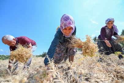Gülnar'da ata tohumu nohutlar toplandı