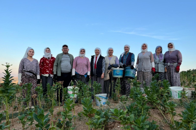 Kekik ve tütün alış fiyatlarında yaşanan artışlar çiftçiyi mutlu etti