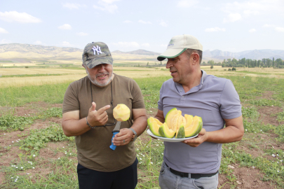 Kokusu, lezzeti, rengiyle değişik olan bağrıbütün hasadı başladı