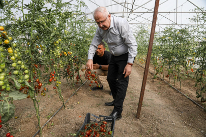 Van’da ata tohum ile elde edilen ürünler hasat edildi