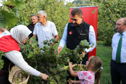 Zirai don ve kuraklık nedeniyle Düzce'de 50 bin ton fındık bekleniyor