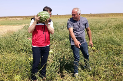 Tekirdağ’da karpuz üretimine yakından takip