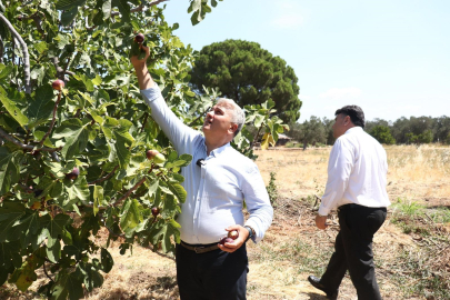 Zeytinlikler arasındaki 'bal'lı lezzet: Havran siyah inciri