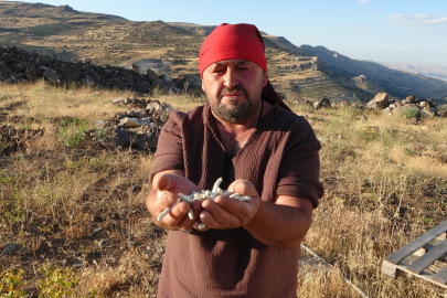 Kendiliğinden yetişiyor, kilosu 10 bin TL'ye satılıyor