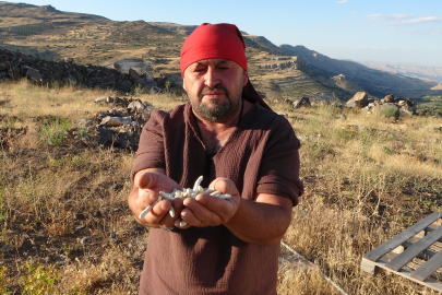 Kendiliğinden yetişiyor, kilosu 10 bin TL'ye satılıyor