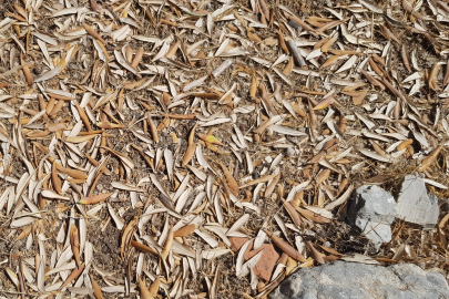 Kuraklık zeytin ağaçlarında verimi düşürdü