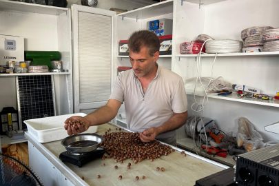 Fındık rekoltesi düştü, fiyatlar yükseldi