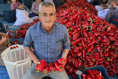 Manisa’da kapya biber hasadı