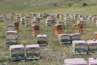 Arıcılıkta alarm: Arıcılar yaşlanıyor, gençler bu işe sıcak bakmıyor