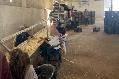 Arabanlı sarımsak üreticisi, Ata tohumu tesisi kurdu