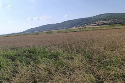 Gönen’de Çeltik Üreticileri Sulama Krizi Yaşıyor