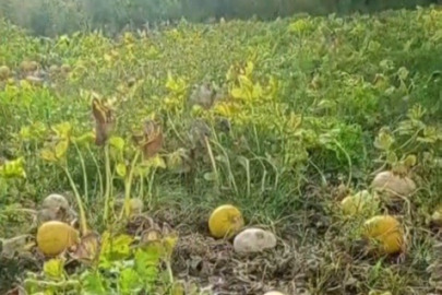1 yıllık emeği heba olan çiftçi isyan etti