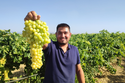Coğrafi işaretli İsabey çekirdeksiz üzümünde hasat başladı