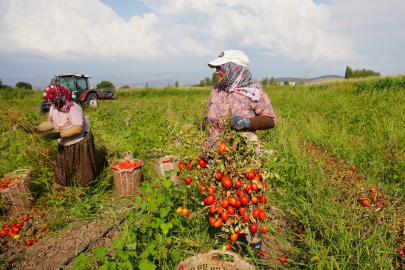 Depreme rağmen domates hasadı devam ediyor