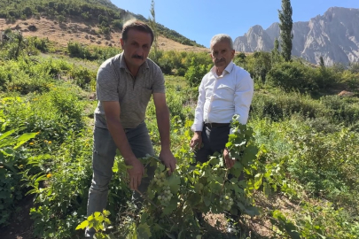 Hakkari’de yerli üzümün merkezi: Yeşiltaş köyü