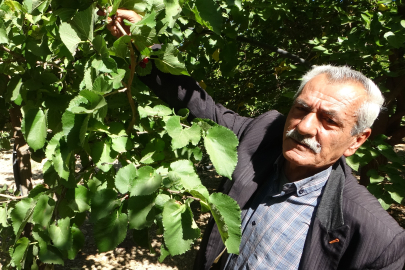 Karadut çiftçinin yüzünü güldürdü