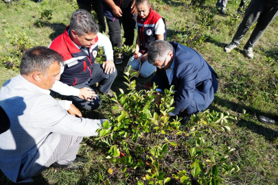 Sinop’ta Aronya Meyvesi Hasadı Başladı