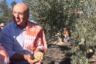 Ayvalık’ta Yılın İlk Zeytin Hasadı