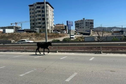 Hatay’da Kaçan Buzağı Trafiği Birbirine Kattı