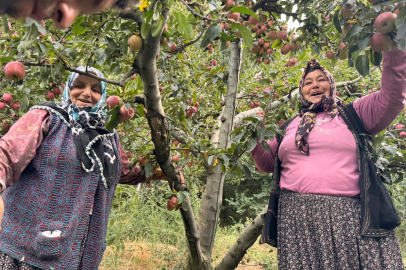 Dereköy Elmasında Verim Ve Fiyat Arttı