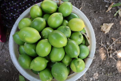 Adana’da Limon Hasadı Başladı, Fiyatlar Rekor Seviyeye Çıktı
