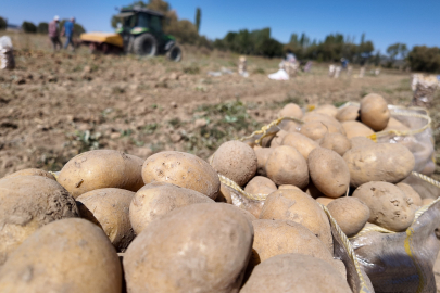 Eskişehir’de Patates Hasadı Yüz Güldürdü