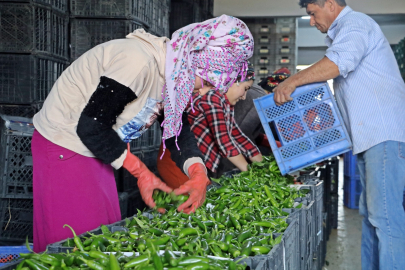 Antalya Hallerinde Eylül Ayı Meyve Sebze Endeksleri Açıklandı